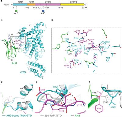 Neutralizing epitopes on Clostridioides difficile toxin A revealed by the structures of two camelid VHH antibodies